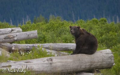 Alaskan Brown Bear