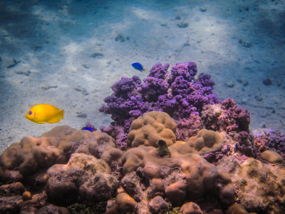 South Pacific Coral and Fish